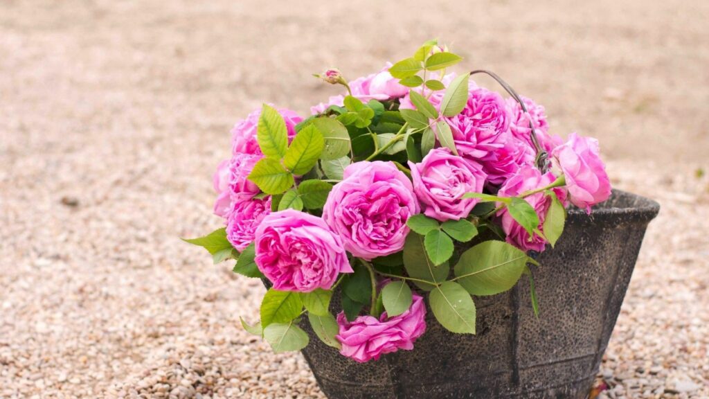 Rustic Bucket with Vibrant Pink Roses: Natural Textured Background Wallpaper