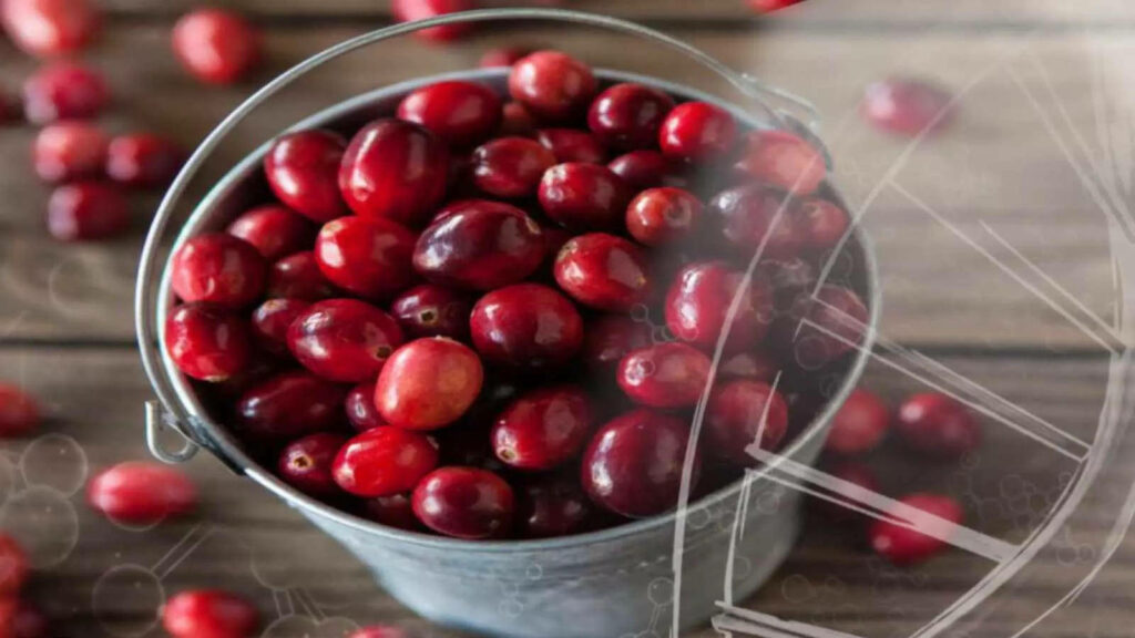 Rustic Wallpaper: Metallic Bucket of Glossy Red Cranberries