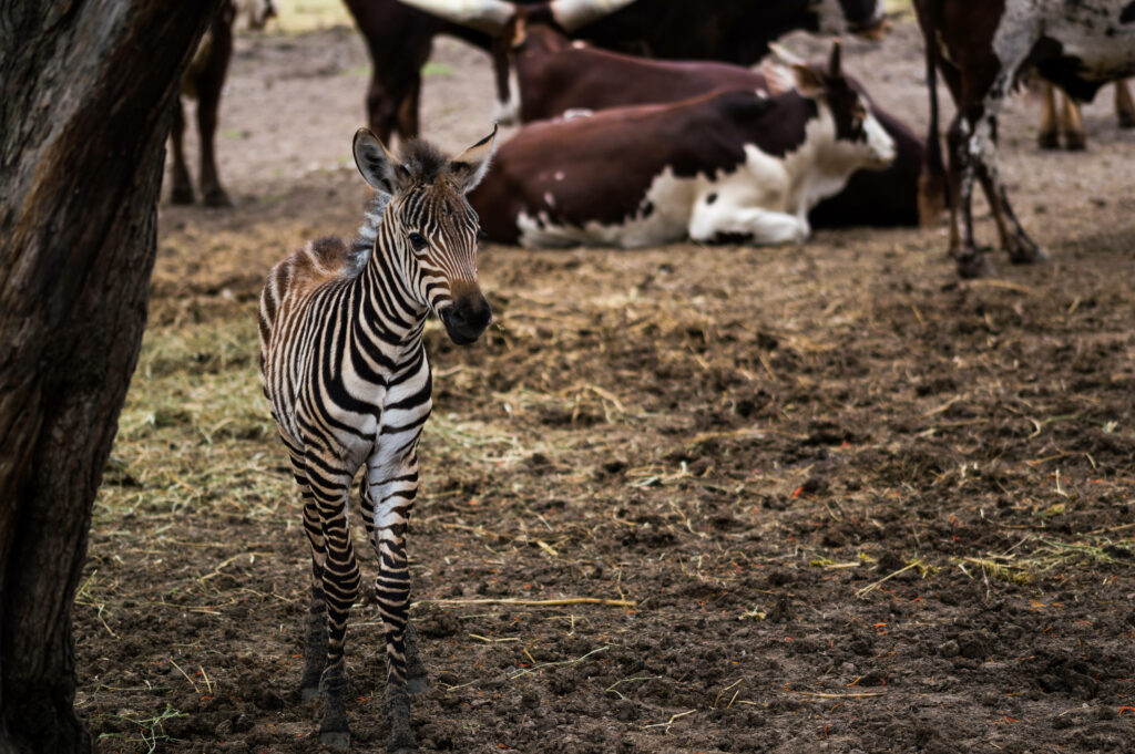Rustic Wallpaper: Small Zebra Among Resting Cattle - Striking Contrast