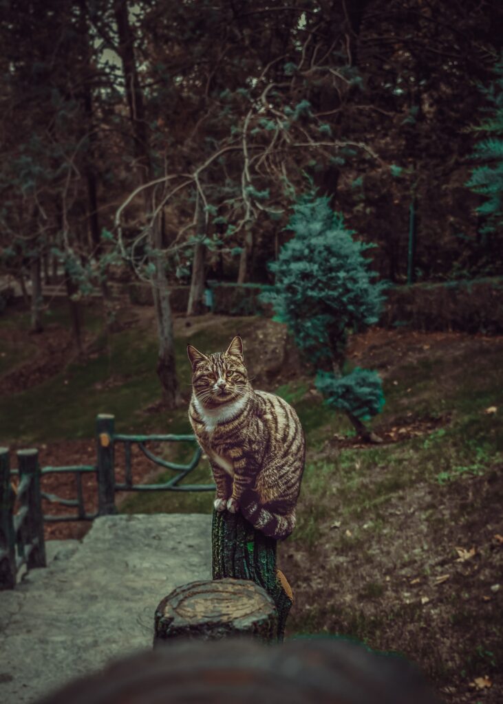 Rustic Outdoor Wallpaper: Striped Cat on Wooden Post Gazing