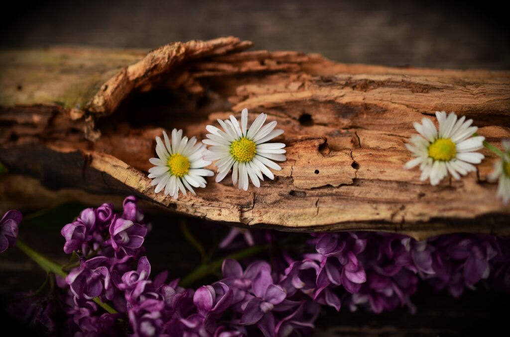 Rustic Wallpaper: White Daisies & Purple Lilacs on Textured Bark
