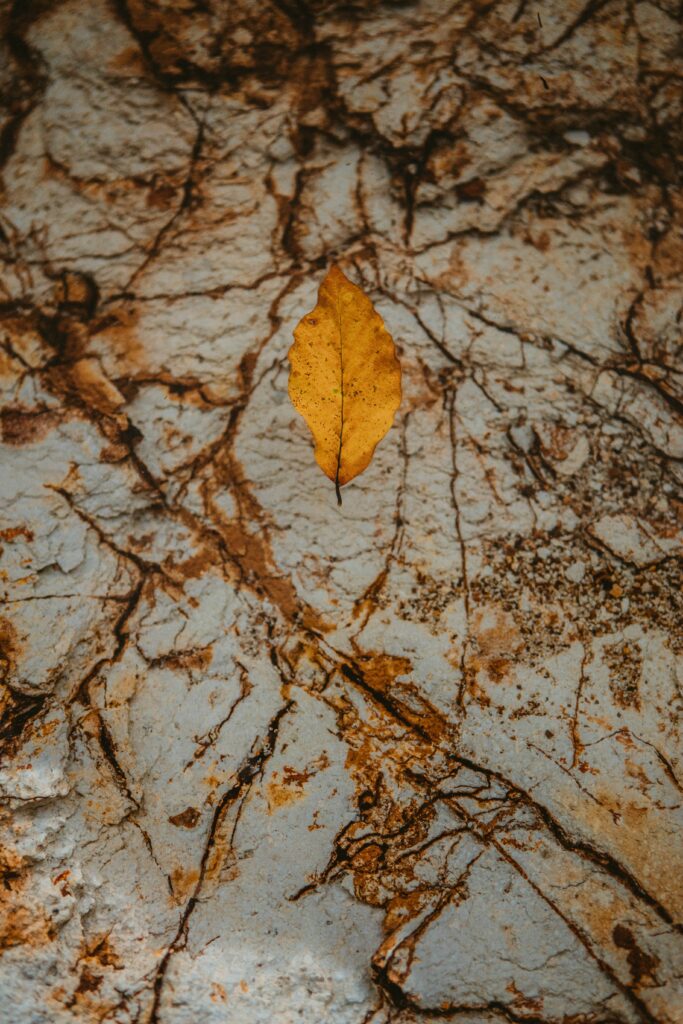 Rustic Autumn Leaf on Textured Stone - Nature Wallpaper Background
