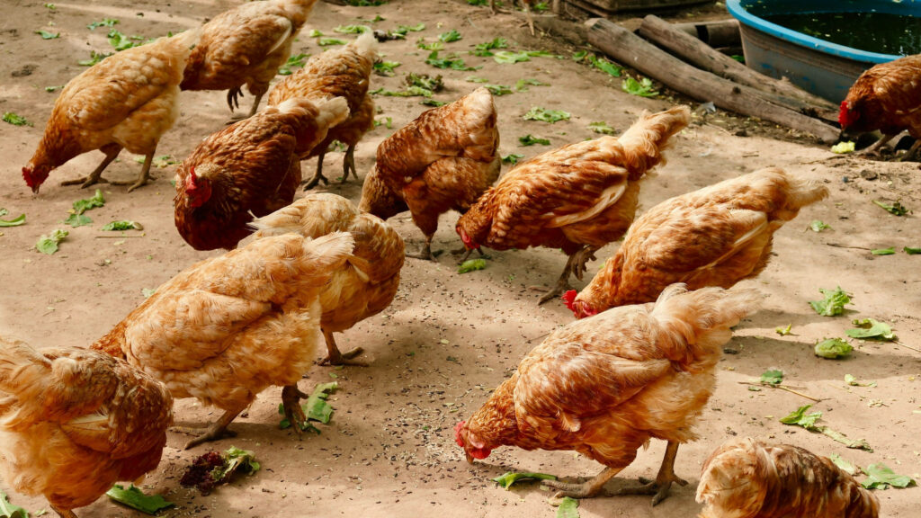 Rustic Hens Pecking in Earthy Scene Wallpaper | Country Charm Background