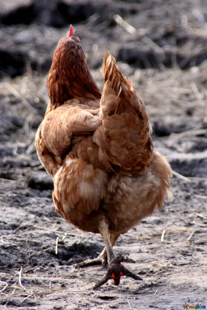 Rustic Brown Hen Walking Gracefully in Earthy Terrain Wallpaper