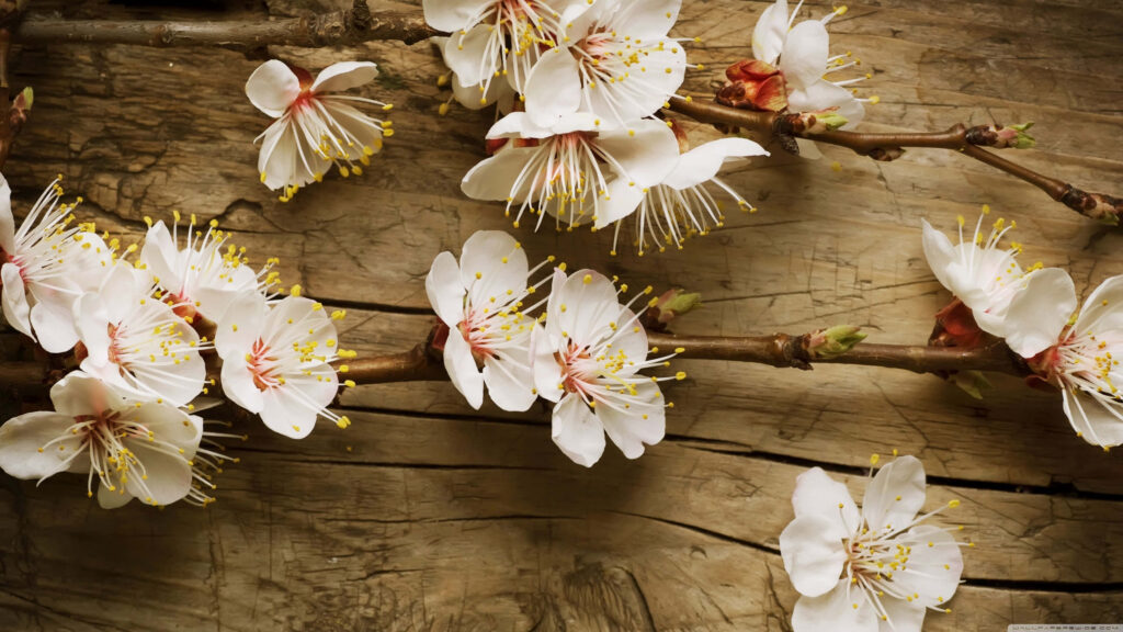 Rustic Wallpaper: Delicate White Blossoms on Textured Wood Background