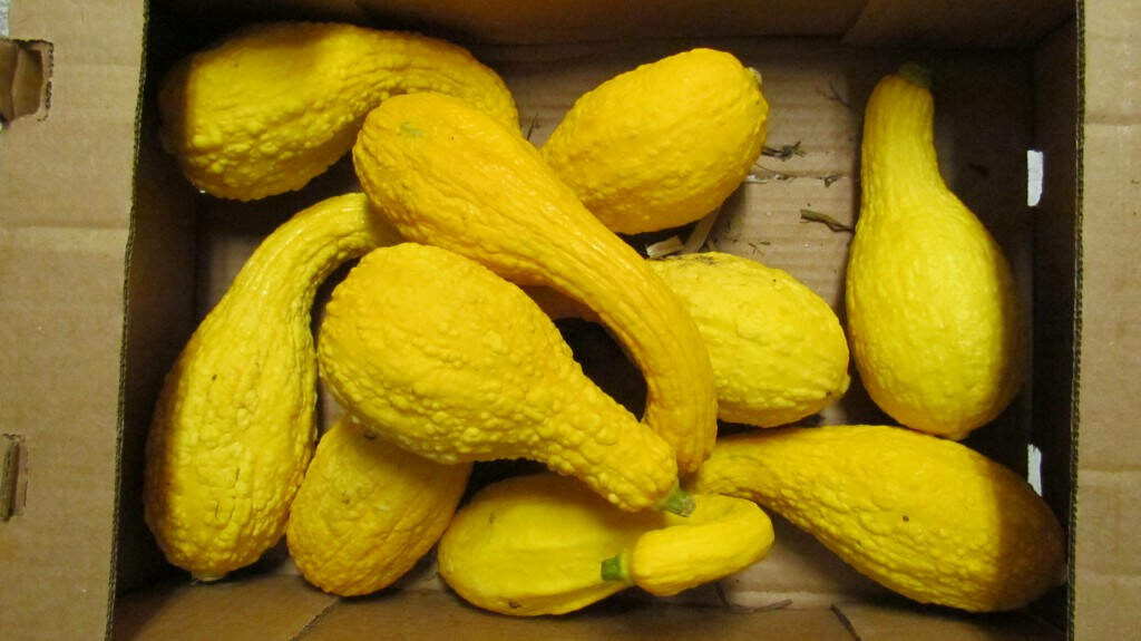 Rustic Wallpaper: Vibrant Yellow Squash in Cardboard Box