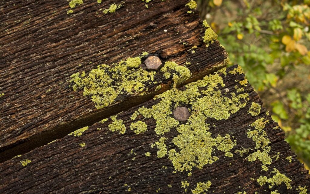 Weathered wooden boards with vibrant green moss and rusted nails rustic outdoor texture wallpaper