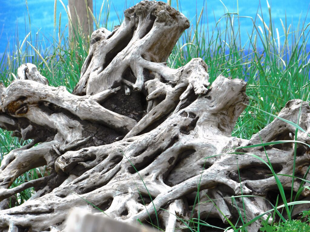 Weathered wood with twisted roots and branches over green grass and blue sky rustic wallpaper