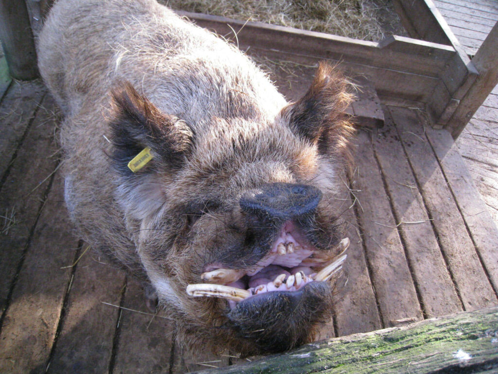 Close-Up Wild Boar with Tusks on Rustic Wooden Background Wallpaper