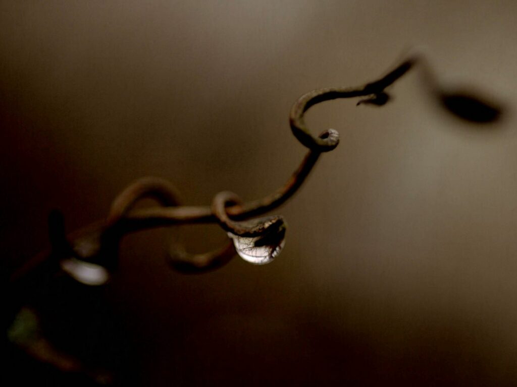 Rusted Wire with Moisture Drop - Serene Wallpaper Background
