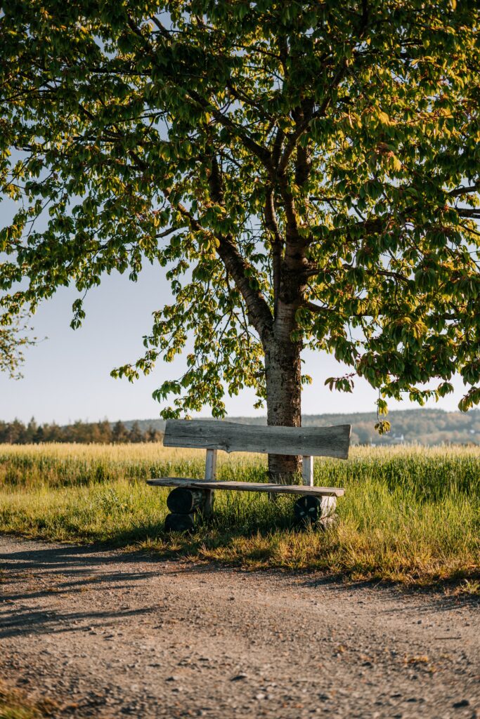Rustic wooden bench under tree casting shadows on sunlit dirt road in peaceful green landscape Wallpaper