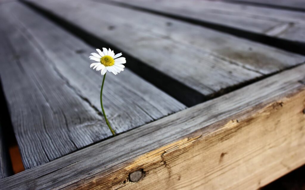 Single Daisy Blooming from Rustic Wooden Boards – Nature's Beauty Wallpaper