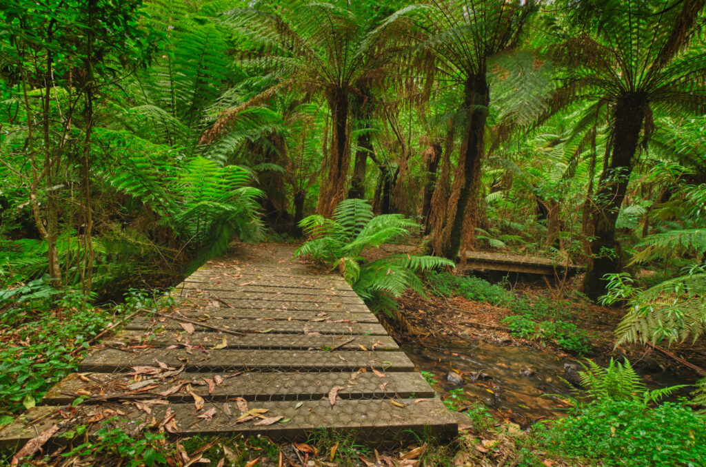 Rustic wooden bridge over stream in lush tropical rainforest with palm trees and green ferns Wallpaper
