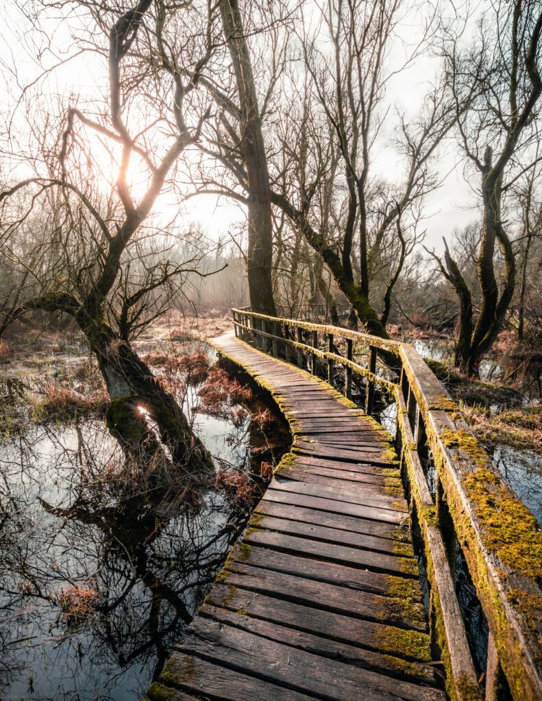 Rustic wooden bridge over calm river in misty forest with bare trees and soft sunlight Wallpaper