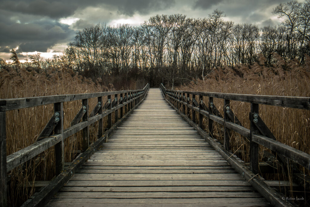 Rustic wooden bridge through tall reeds leading to leafless trees under dramatic cloudy sky wallpaper