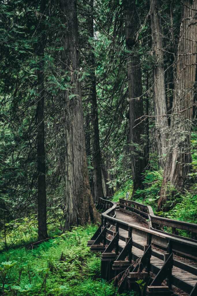 Rustic wooden bridge winding through dense forest with towering trees and lush green foliage wallpaper
