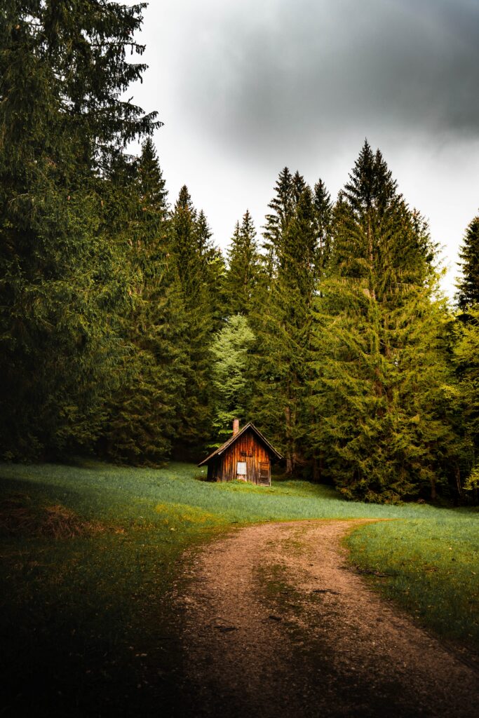 Rustic wooden house beside winding path surrounded by tall pine trees in lush green forest Wallpaper