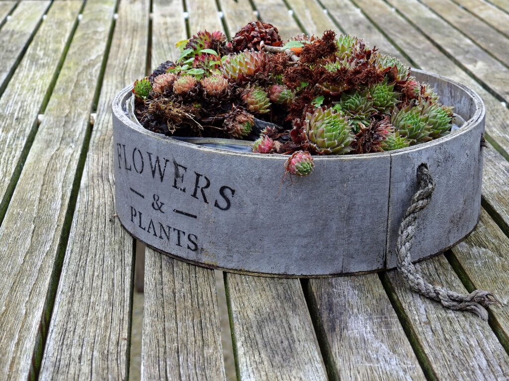 Rustic Wooden Container with Colorful Succulents on Earthy Background Wallpaper