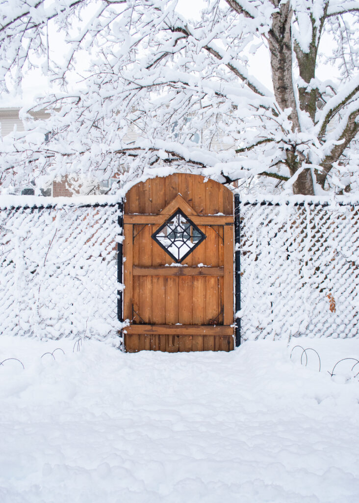 Rustic wooden door in white lattice fence under snow-covered tree branches winter wallpaper background