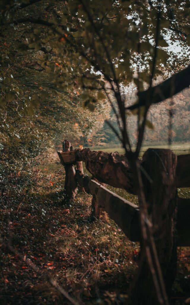 Rustic wooden fence winding through dense trees and lush bushes in soft natural light wallpaper