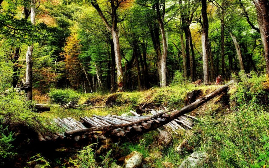 Rustic wooden log bridge over narrow ravine in lush green forest with sunlight filtering through trees Wallpaper