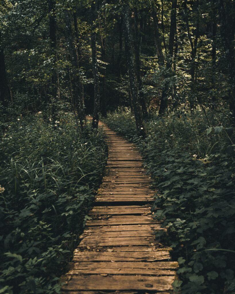 Rustic wooden path through dense green forest with tall trees and soft natural light background Wallpaper