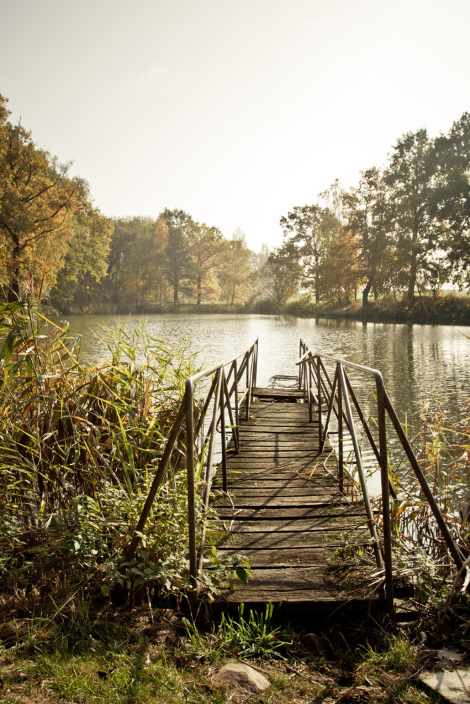 Rustic wooden pier over calm lake surrounded by dense trees and soft sunlight nature wallpaper