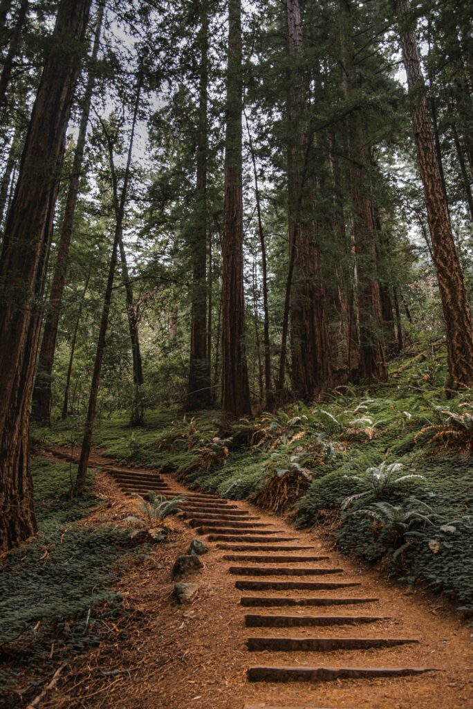 Rustic wooden staircase winding through dense lush forest with towering trees nature wallpaper