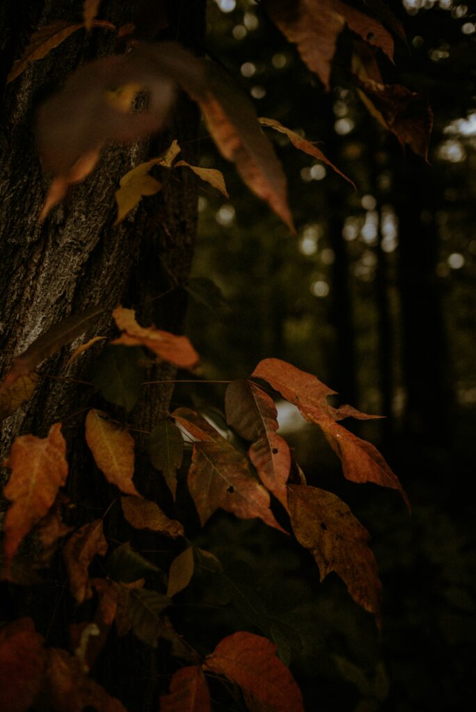Autumn forest wallpaper with rusty leaves on branches and textured tree bark in warm tones