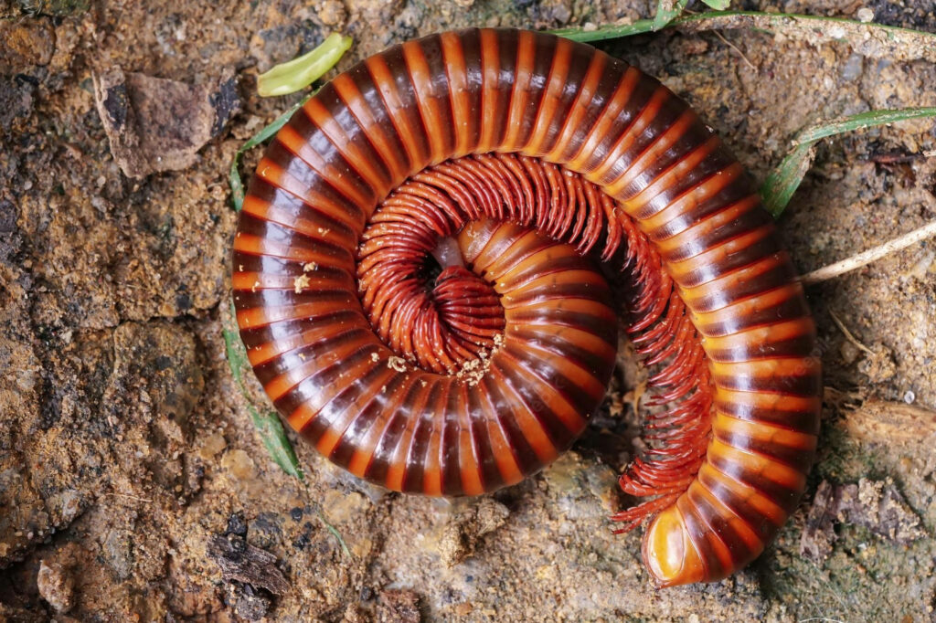 Rusty Millipede Close-Up: Stunning Textures and Earthy Tones Wallpaper
