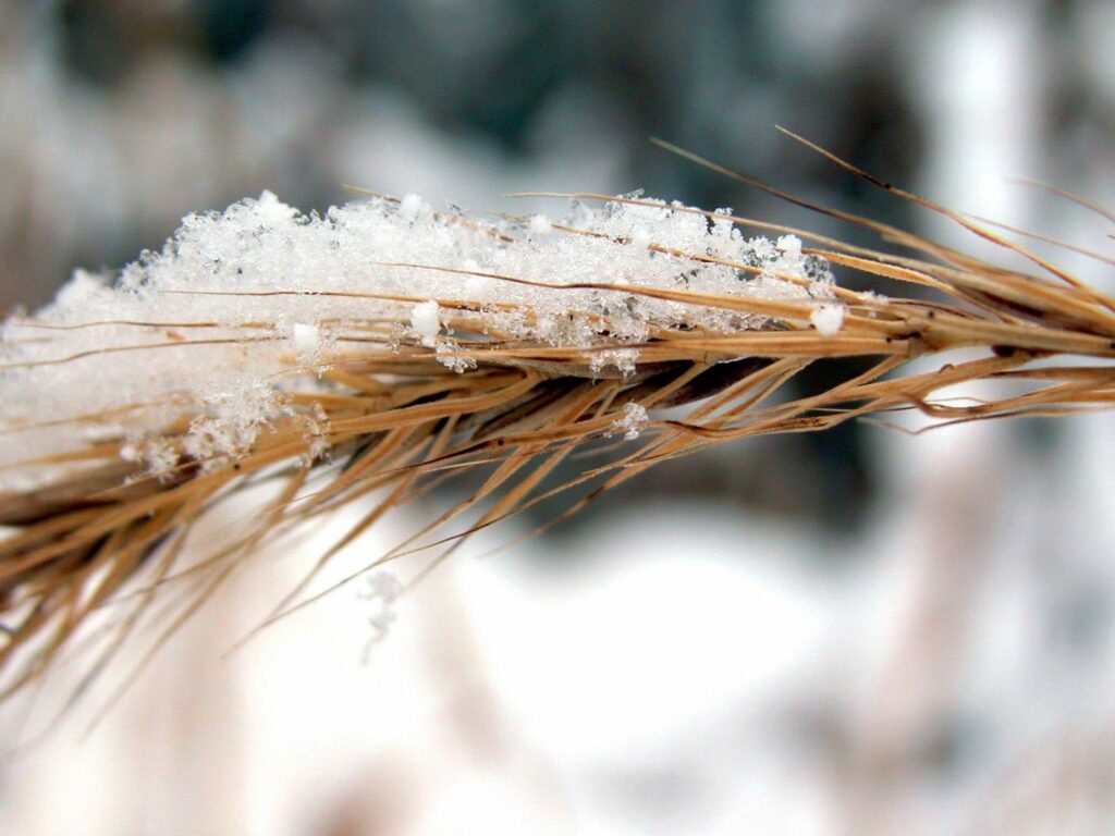 Rye Plant in Snow: Serene Winter Wallpaper Background