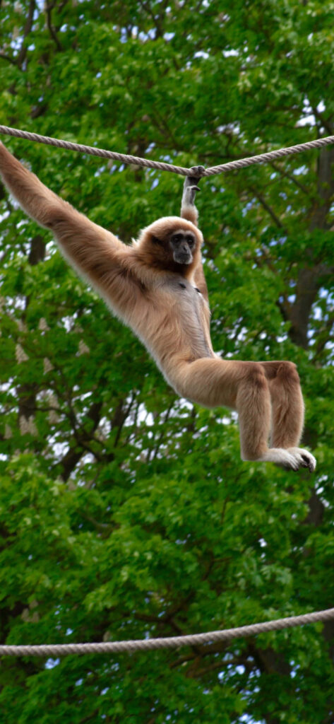 Gibbon Hanging on Rope - Mobile Background Wallpaper