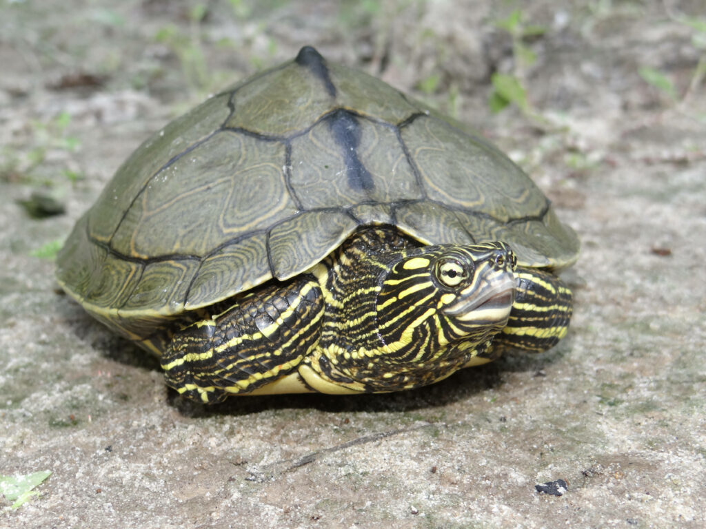 Close-up of Sabine Map Turtle resting on natural surface showing detailed shell and yellow markings Wallpaper