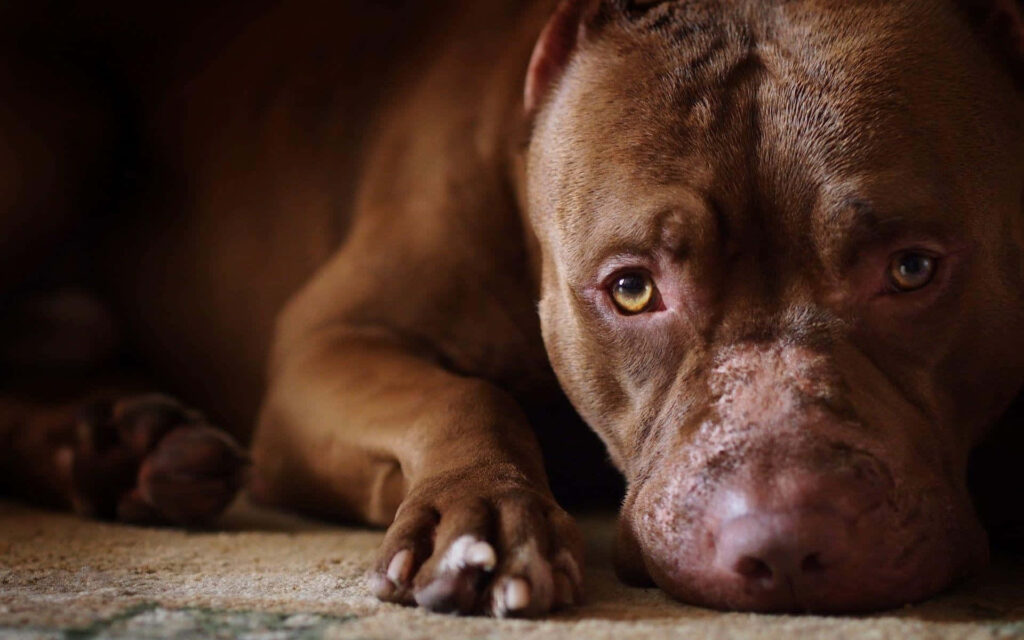 Melancholy Brown Pitbull Close-Up Wallpaper: Expressive Eyes & Fur
