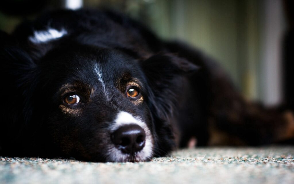 Close-Up of a Soulful Dog Resting: Gentle Gaze on Soft Background Wallpaper
