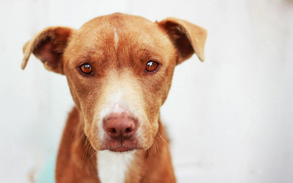 Close-Up of Soulful Dog's Face - Touching 1920x1200 Wallpaper