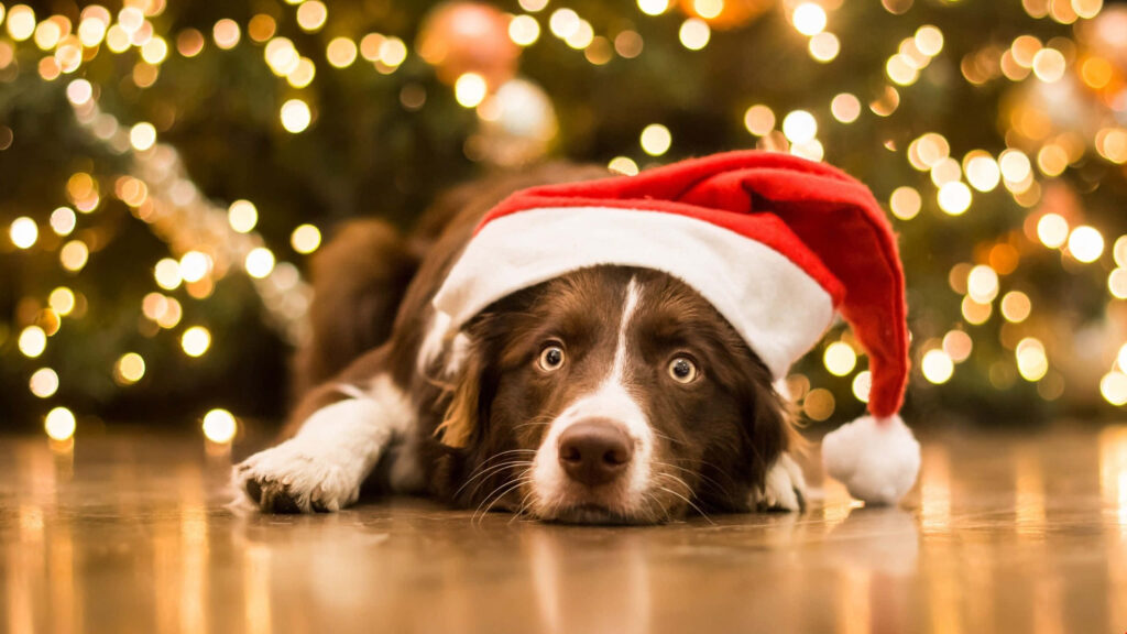 Sad Dog in Santa Hat by Sparkling Tree - Festive Yet Melancholic Wallpaper