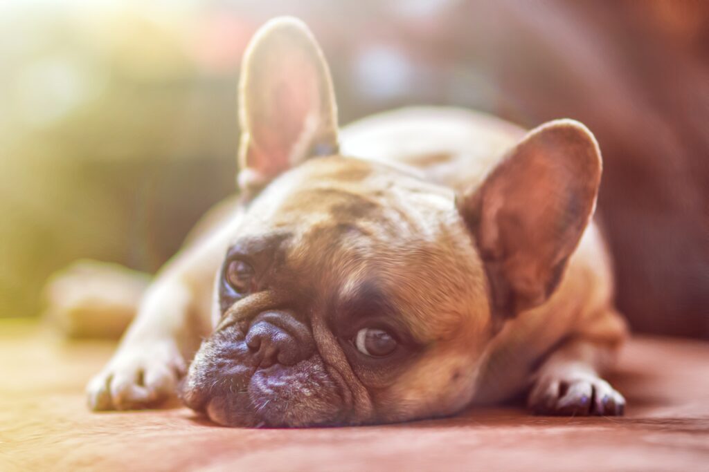 Sad French Bulldog Wallpaper: Expressive Eyes & Warm Lighting