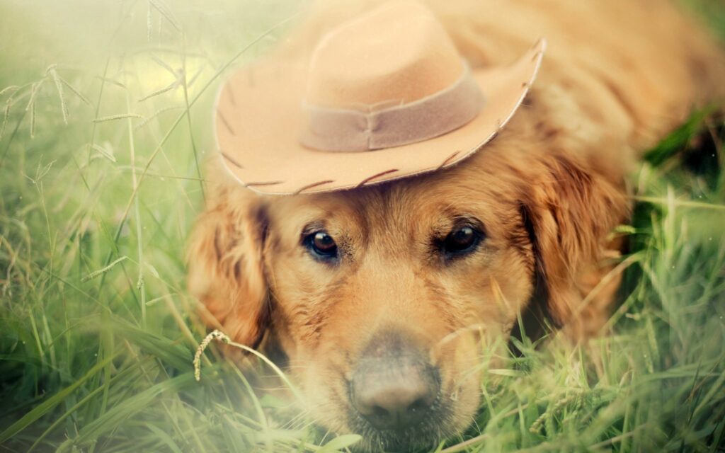 “Sad Golden Retriever in Cowboy Hat Lying in Grass - Charming Wallpaper”