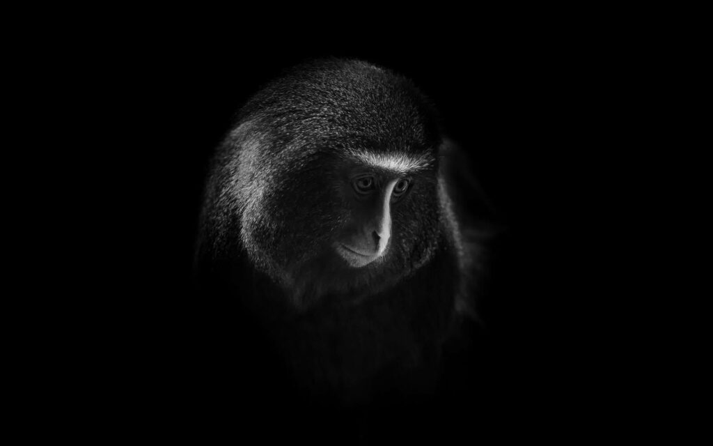 Sad Monkey Wallpaper: Black-and-White Solitude on Dark Background