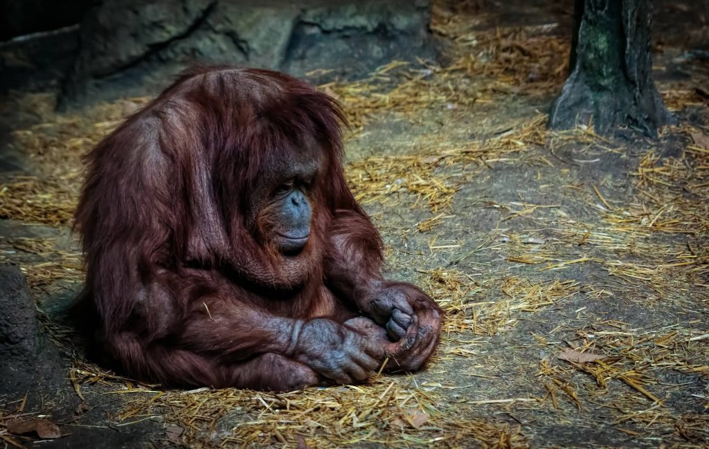 Sad orangutan sitting pensively in zoo enclosure with straw moody reflective wallpaper background