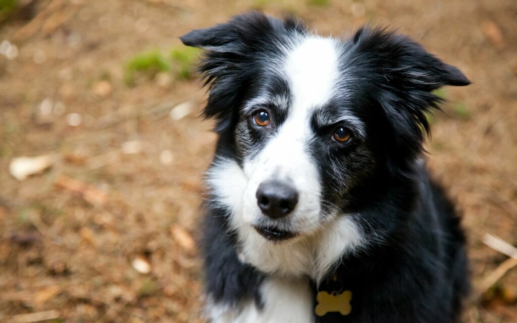 Close-Up of Sad Black and White Spotted Dog with Natural Background Wallpaper