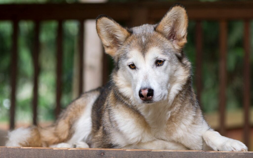 Thoughtful Dog Wallpaper: Sadness & Anticipation in Soft Focus