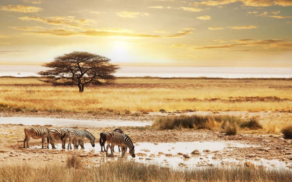 Sipping Safari: Zebras quenching their thirst amidst stunning sunset backdrop Wallpaper