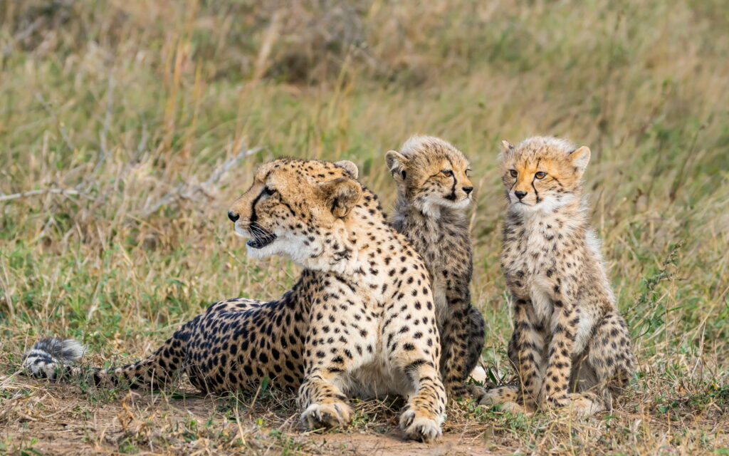 African Feline Bonds: Majestic Cheetah Family in the Wild Wallpaper