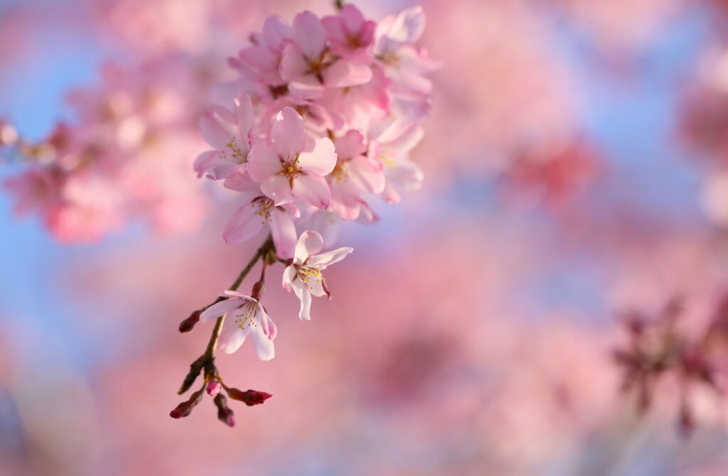 Blooming Splendor: Sakura's Delight in High-Definition Wallpaper