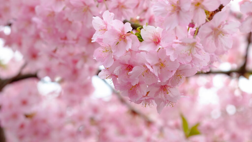 Spring's Delicate Embrace: A Blossoming Cherry Tree Showered in Pink Petals – HD Wallpaper