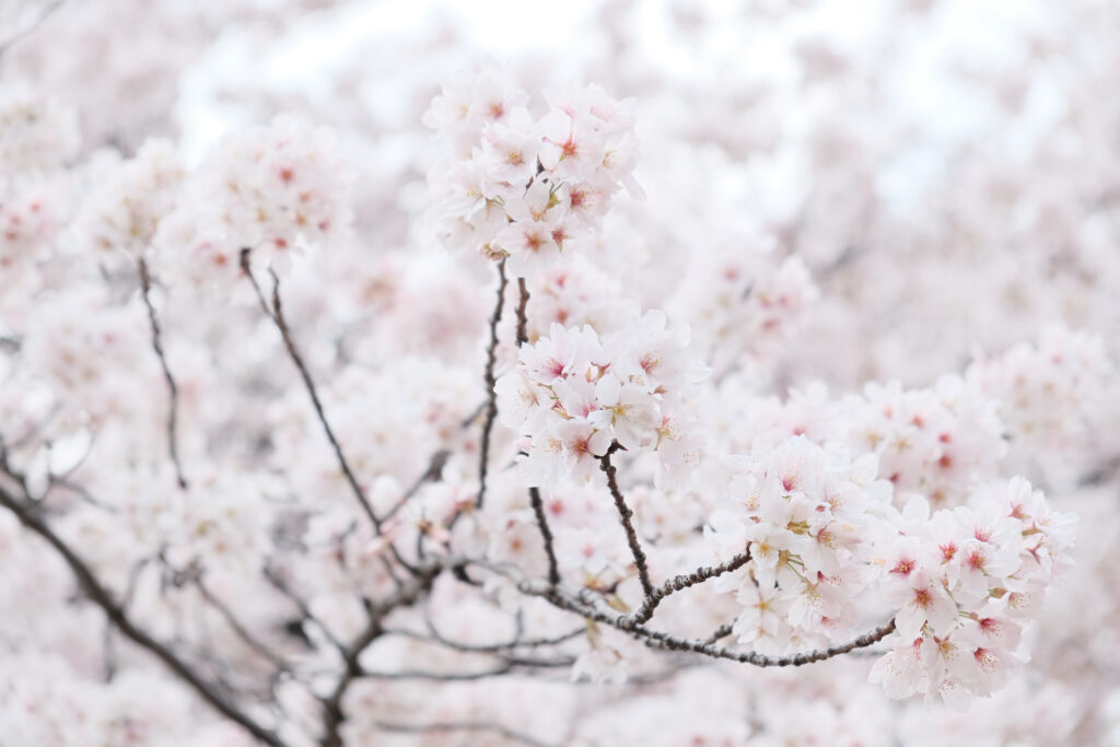 Sakura Blossoms Wallpaper: Soft Pink & White Spring Background