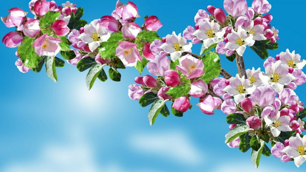 Blossoming Fragrance: Delicate Pink Sakura Blossoms Painting a Fresh Spring Sky Wallpaper