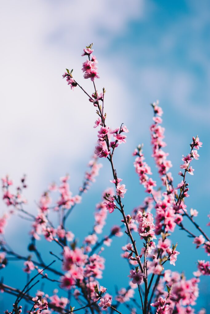 Sakura Blossoms on Branches: Serene Spring Day Background Wallpaper